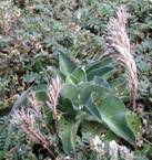 clip image0061 Invasion (2/2) : Les mauvaises herbes
