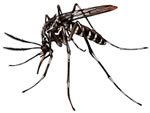 aedes albopictus Focus sur la dengue