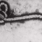 ebola 150x150 Nouvelle épidémie de fièvre Ebola en Ouganda